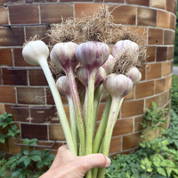 KEENE GARLIC