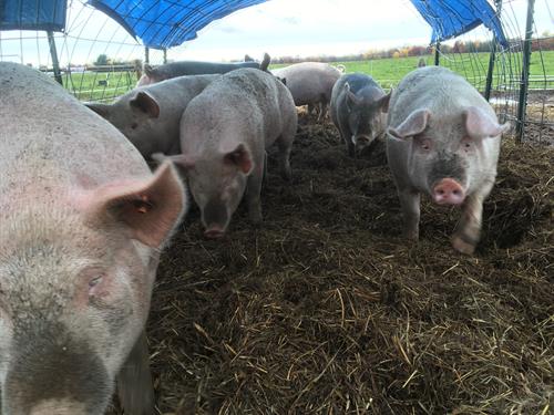 Pastured Pigs under Summer Shelter on Pasture