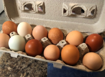 Gallery Image eggs.png