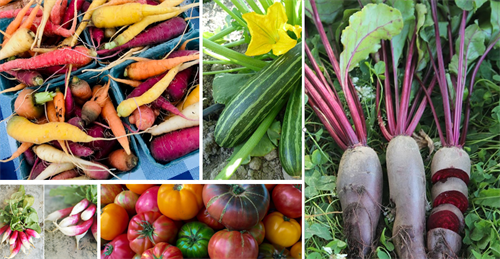 Gallery Image veggies.png
