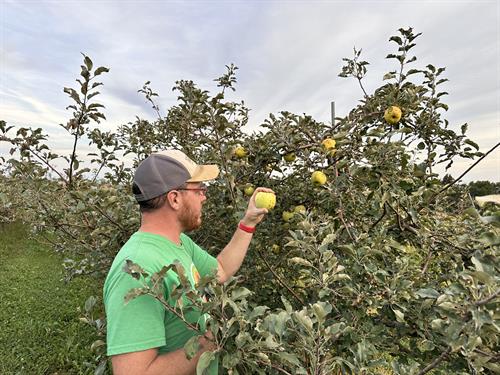 Harrison checks on the Tolman Sweet apples