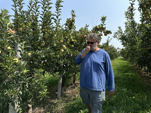 Kickapoo Orchard owner, Noel, surveys the apple harvest progress