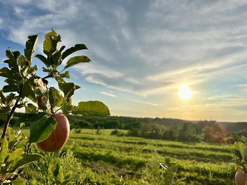 Kickapoo Orchard at Sunset