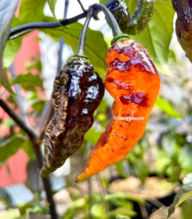 Gallery Image Black_Panther.png