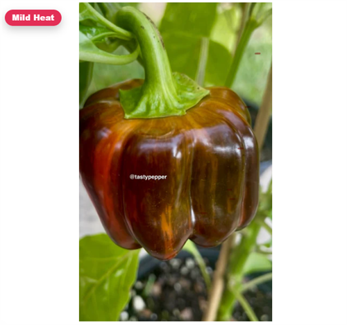 Gallery Image Candy_Cane_Chocolate_Cherry.png