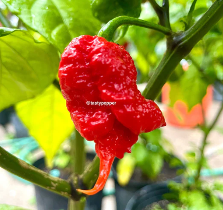 Gallery Image Dragon's_Breath.png