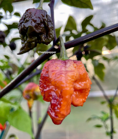 Gallery Image Gator_Jigsaw_Orange.png