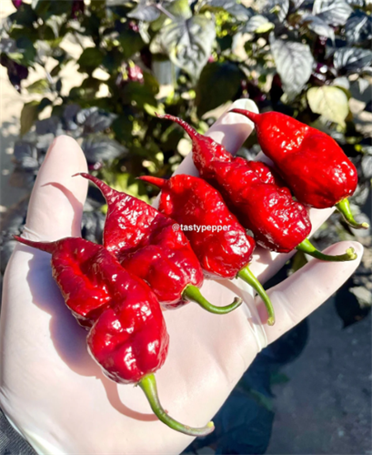 Gallery Image Naga.png