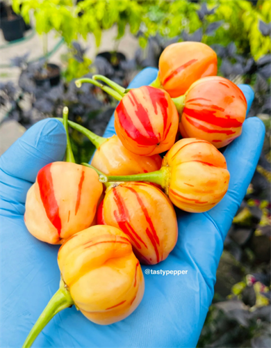 Gallery Image Peppa_Peach_Stripey.png