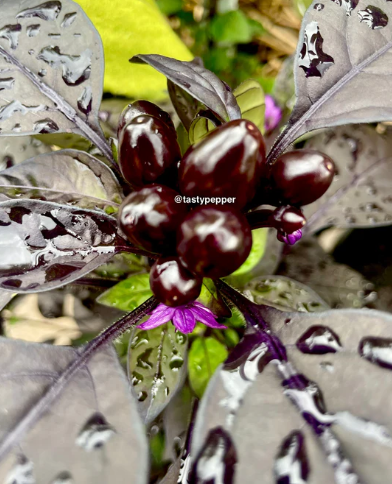 Gallery Image Roxa.png