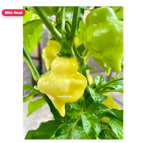 Gallery Image White_UFO.png