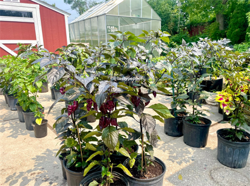 Gallery Image yard.png