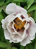 Sweet Ginny P's Honey