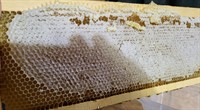 Sweet Ginny P's Honey
