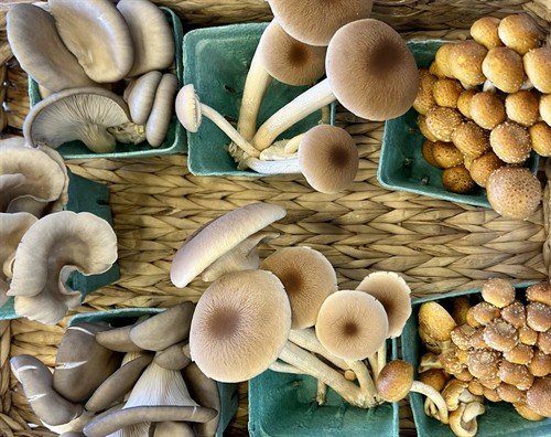 Gallery Image Mushroom_bouquet.jpg