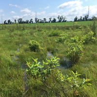 Wetland Mitigation project at UD Ecology Woods (in 2nd successful year of monitoring)