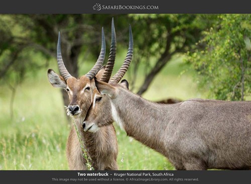 Krugar National Part Wildlife