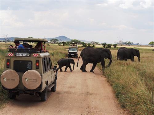 Elephants at Tarangire National Park -Tanzania