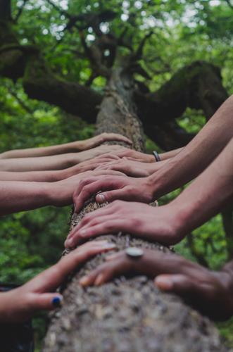 Gallery Image Diverse_Hands_on_Tree_-_Photo_by_Shane_Rounce_on_Unsplash.jpg