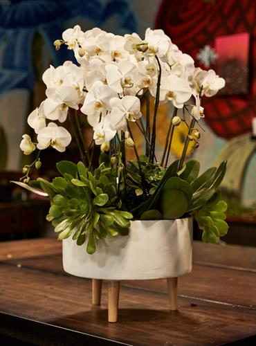Orchids for Office