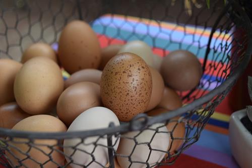 Gallery Image Farm_Fresh_Eggs._Eggs_in_a_Basket._Casperville_Creations.JPG