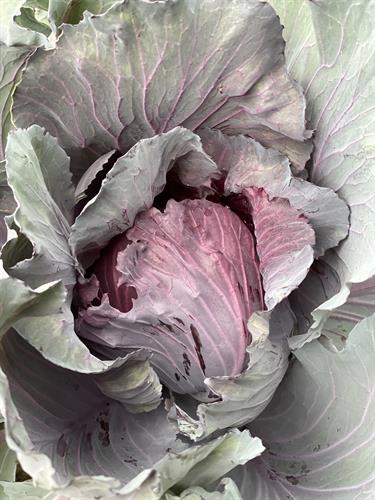 Gallery Image Red_Cabbage._Farm._Organic._Casperville_Creations.jpg
