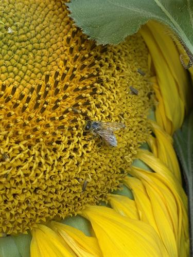 Gallery Image Sunflower._Homestead._Flower_Farm._Caspervile_Creations.jpg