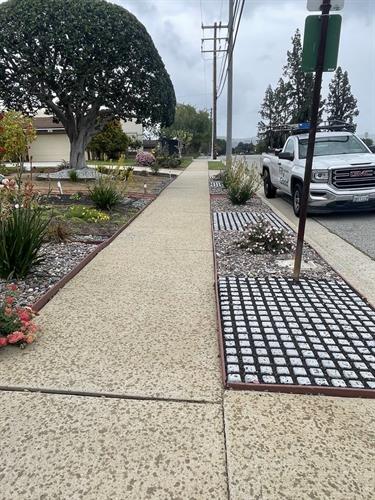 Pathway planter - Curb appeal - low water landscaping