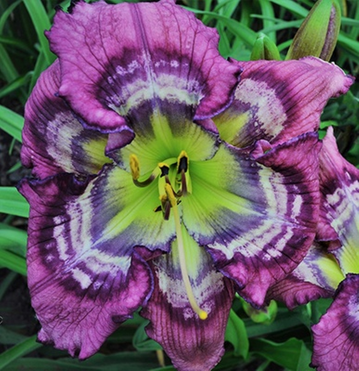 “Dazzling Daylilies” Daylily Show and Plant Sale - Jun 22, 2024 ...