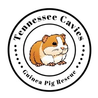 Tennessee Cavies Guinea Pig Rescue