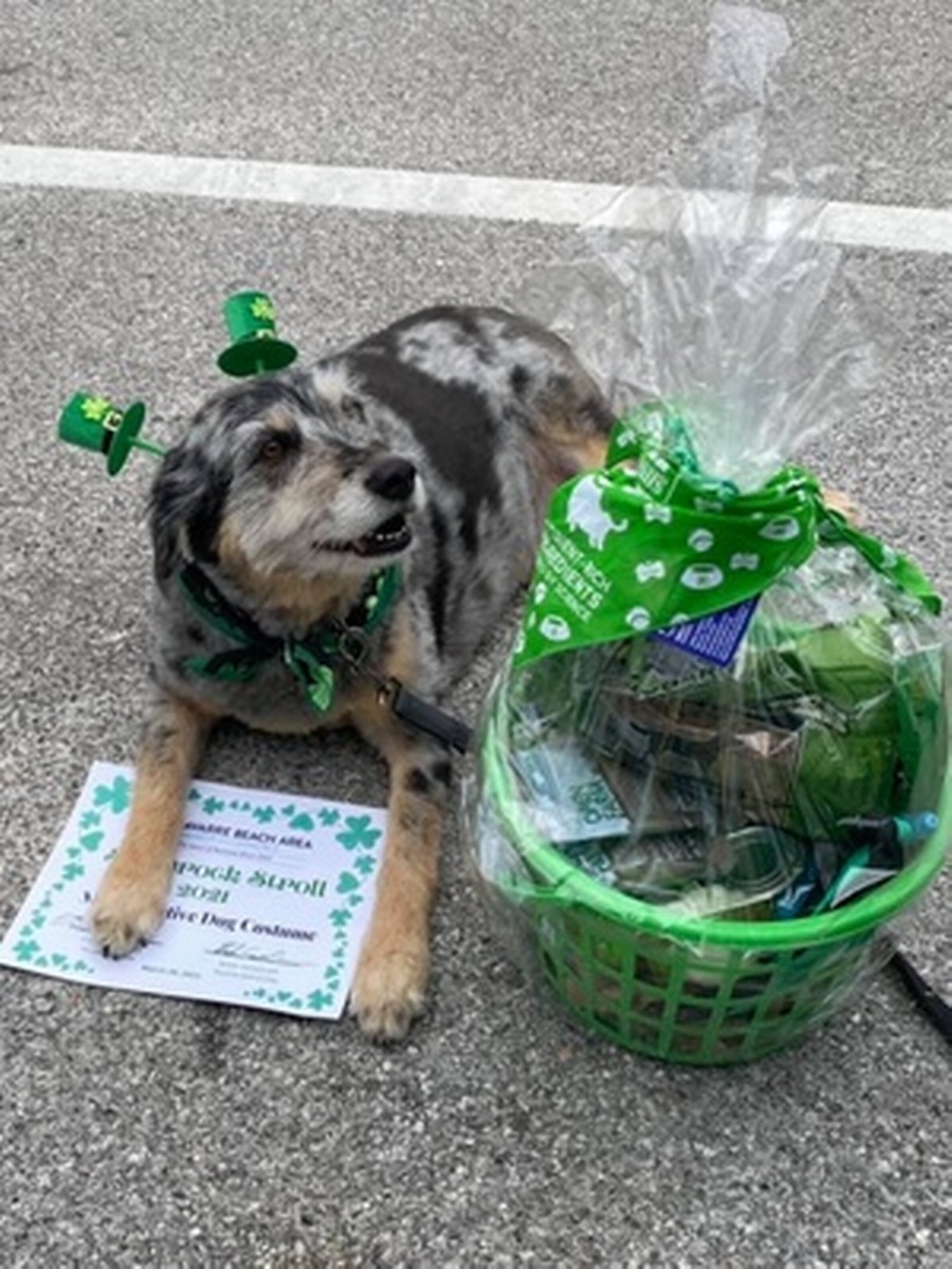 Shamrock Stroll 5K Fun Run/Walk Pet Parade Costume Contest on