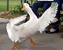 AFLAC
