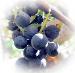 Grape Day