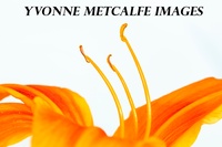 Yvonne Metcalfe Photography
