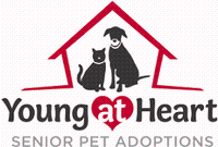 Young at Heart Senior Pet Adoptions
