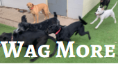 Wag More Over Night Boarding & Doggy Day Care Center