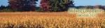 Midwest Cooperatives