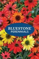 Bluestone Perennials, Inc.