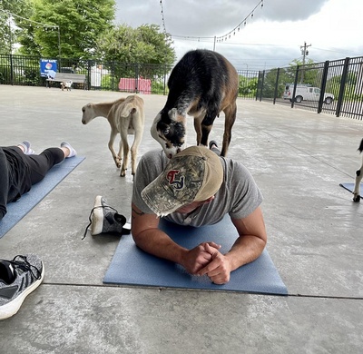 There's nothing quite like a goat crawling on your back during Goat Yoga