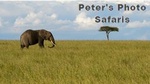 Peter's Photo Safaris