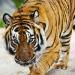 Round Up at the Ranch - Hosted by Lions Tigers & Bears