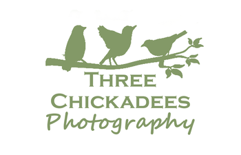 Three Chickadees Photography by Amanda Rae