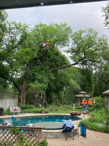 Tree Services Hillsboro Texas and Hill County