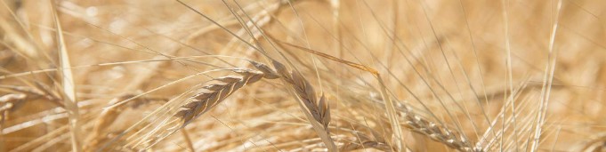 Bearded Wheat Distillery