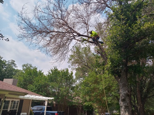 Gallery Image Texas-Climbers-Tree-Service-Hillsboro-Texas%20Hill%20Abbott.jpg