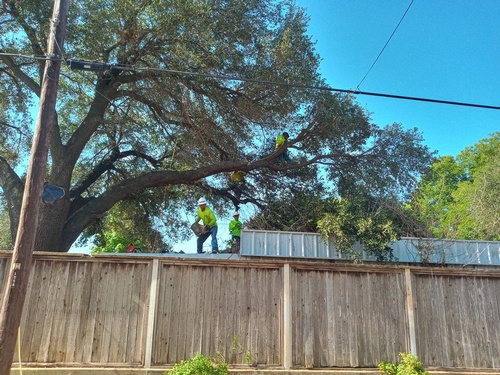 Gallery Image Texas-Climbers-Tree-Service-Hillsboro-Texas%20Hill.jpg