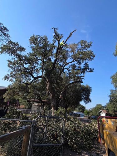 Gallery Image Texas-Climbers-Tree-Service-Hillsboro-Texas-.jpg