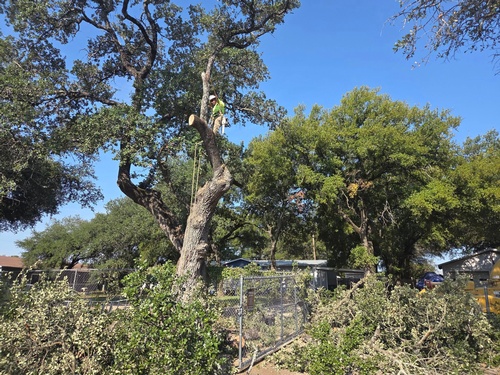 Gallery Image Texas-Climbers-Tree-Services-Hillsboro-Texas.jpg