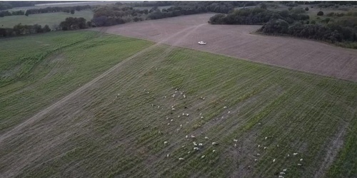 Gallery Image Brazos-Vegetation-Management-Hillsboro-Texas-Sheep-Solar-Goats-Land-Clearing.jpg