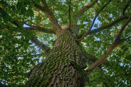 Gallery Image Tree%20Care%20Green.jpg